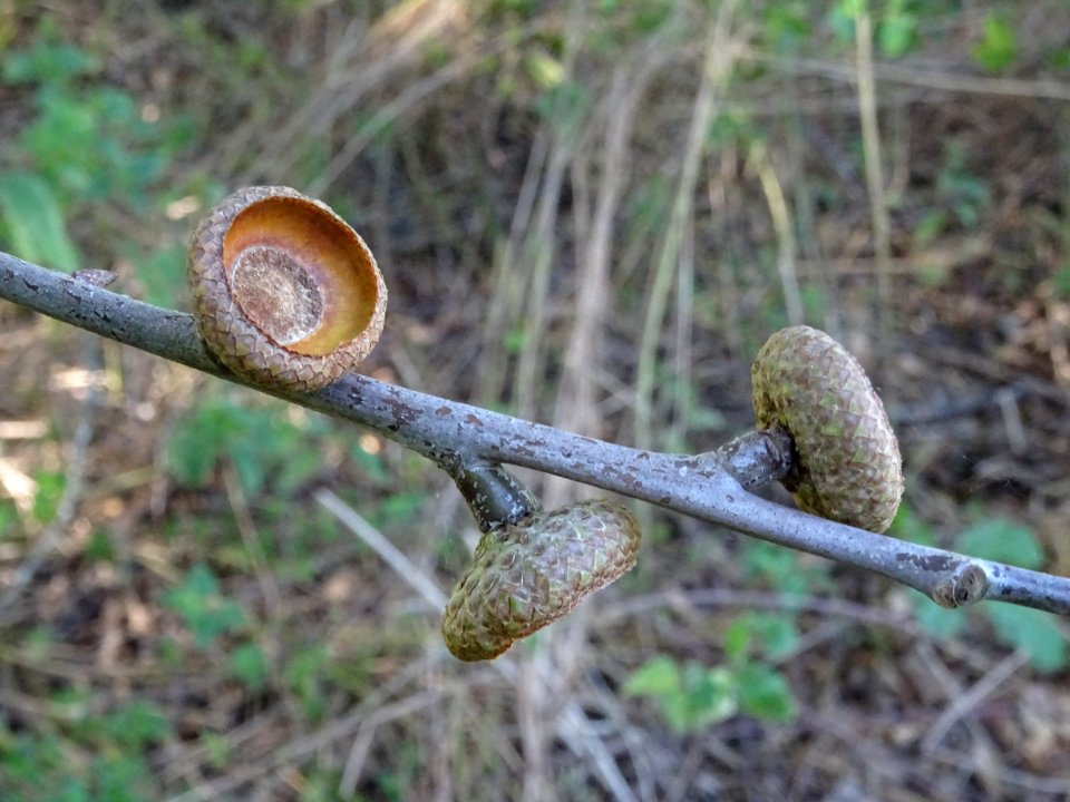 Cupules du Chêne écarlate splendens, Quercus coccinea 'spl… 