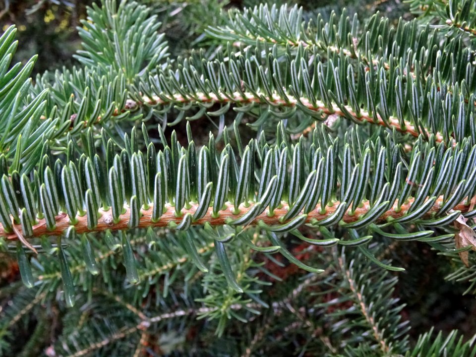Sapin de Grèce, Abies cephalonica,Pinacées, Arboretum de C… 