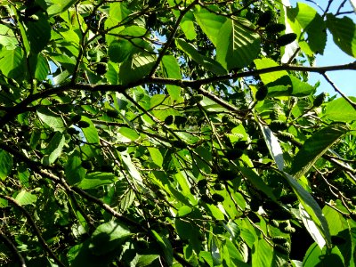 Châtons femelles globuleux verts de l' Aulne blanc, Alnus … 