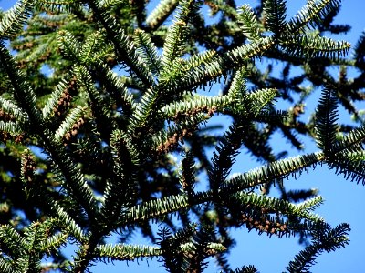 Cônes mâles du Sapin de Grèce, Abies cephalonica,Pinacées,… 
