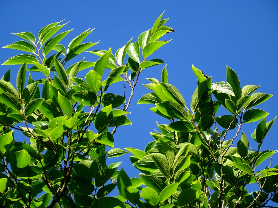 Micocoulier de Corée, Celtis biondii 'Pampan', Ulmacées, A… 