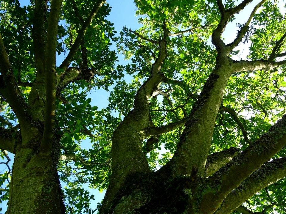 Tronc et branches du Micocoulier de Corée, Celtis biondii … 