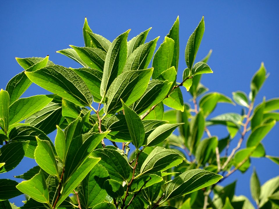 Micocoulier de Corée, Celtis biondii 'Pampan', Ulmacées, A… 