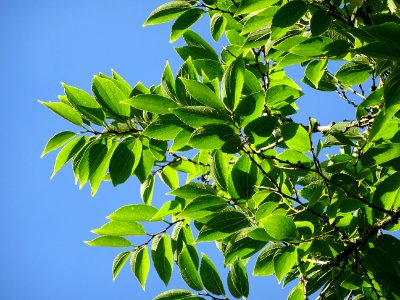 Micocoulier de Corée, Celtis biondii 'Pampan', Ulmacées, A… 