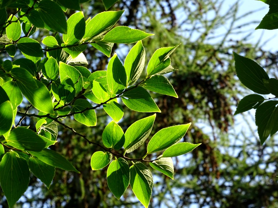 Micocoulier de Corée, Celtis biondii 'Pampan', Ulmacées, A… 
