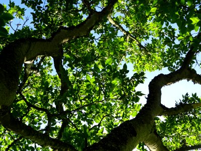 Micocoulier de Corée, Celtis biondii 'Pampan', Ulmacées, A… 