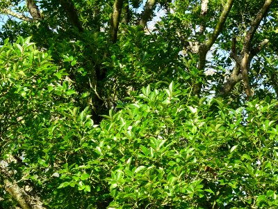 Micocoulier de Corée, Celtis biondii 'Pampan', Ulmacées, A… 