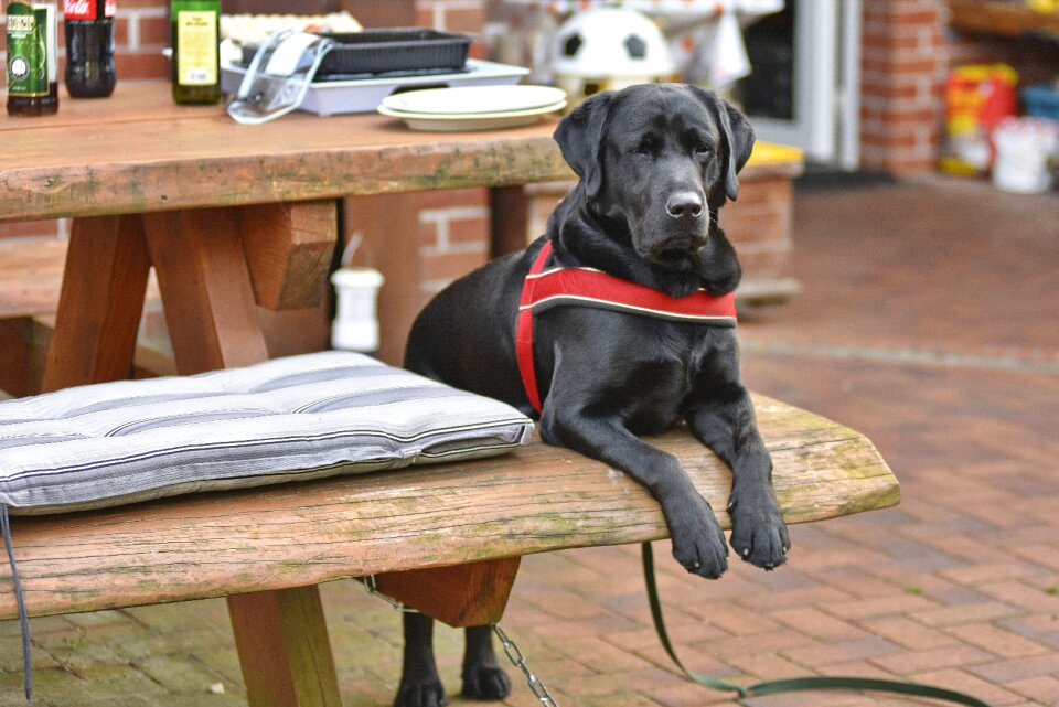 Labrador good black
