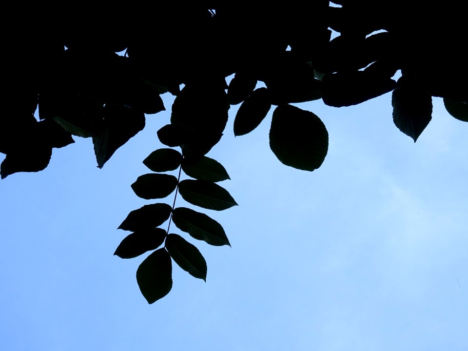 Noyer du Japon, Juglans ailantifolia, Juglandacées, Arbore… 