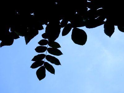 Noyer du Japon, Juglans ailantifolia, Juglandacées, Arbore… 