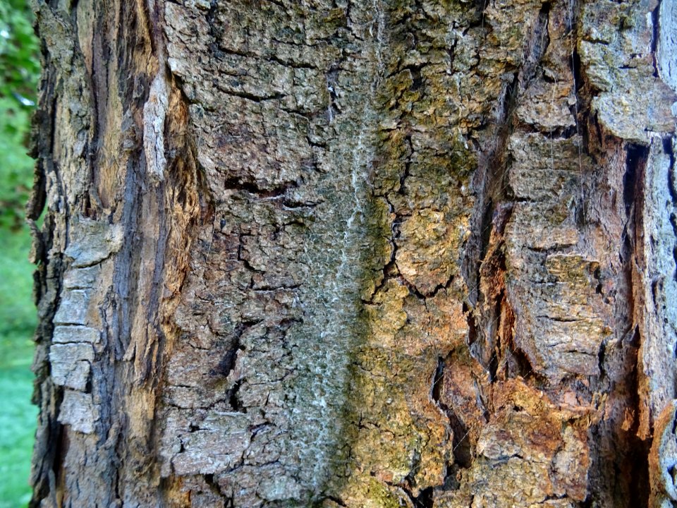 Ecorce de l' Erable à feuilles d'obier ou Erable Duret, Ac… 