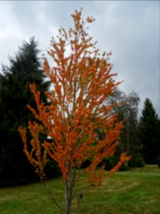 Katsura ou Arbre au caramel, Cercidiphyllum japonicum, Cer… photo