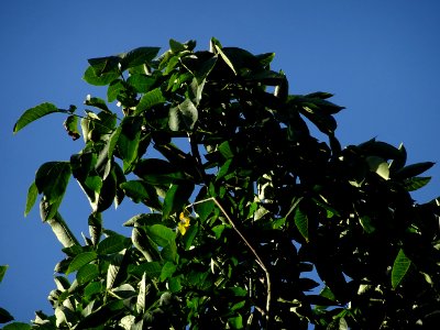 Fruit du Noyer du Japon, Juglans ailantifolia, Juglandacée… 