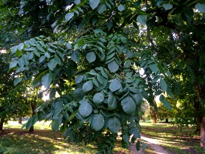 Noyer du Japon, Juglans ailantifolia, Juglandacées, Arbore… 