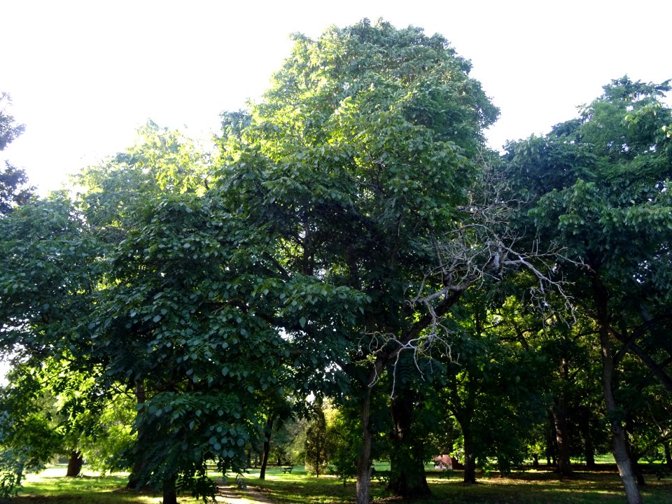 Noyer du Japon, Juglans ailantifolia, Juglandacées, Arbore… 
