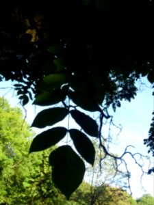 Noyer du Japon, Juglans ailantifolia, Juglandacées, Arbore… 