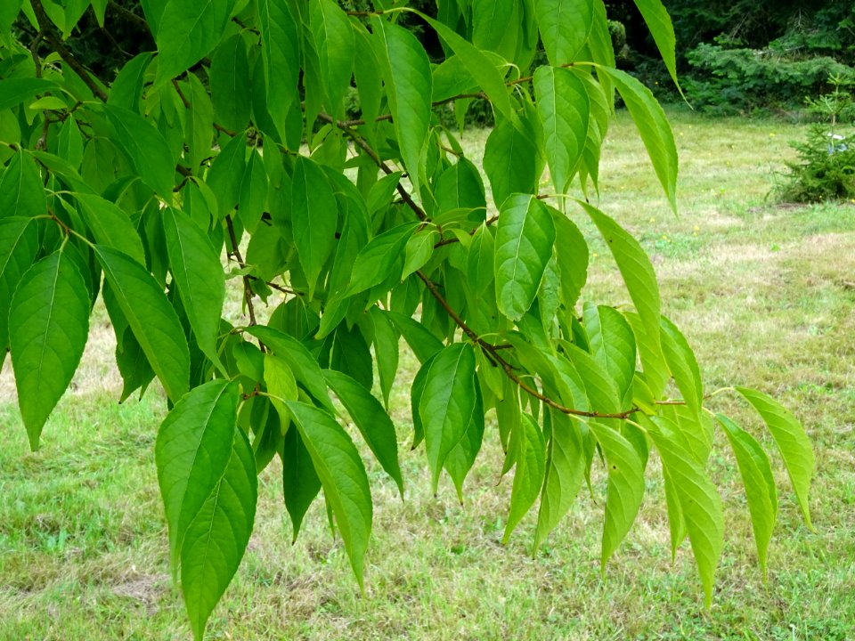 Arbre à gomme, Eucommia ulmoides, Eucommiacées, Arboretum … 