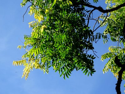 Cédrèle de Chine, Toona sinensis, Méliacées, Arboretum de … 