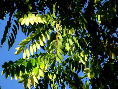 Cédrèle de Chine, Toona sinensis, Méliacées, Arboretum de … 
