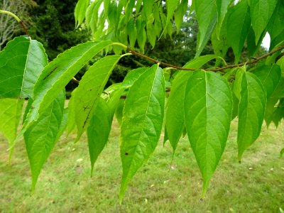 Arbre à gomme, Eucommia ulmoides, Eucommiacées, Arboretum … 