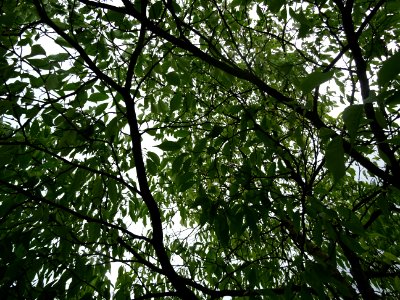 Arbre à gomme, Eucommia ulmoides, Eucommiacées, Arboretum … 