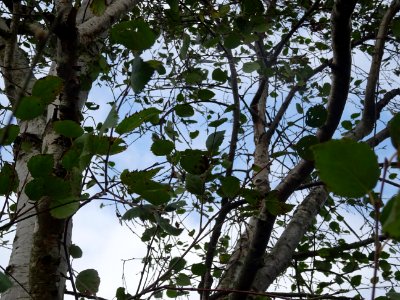 Bouleau pubescent, Betula pubescens, Betulacées, Arboretum… 