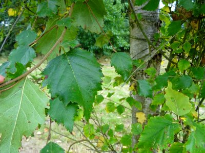 Bouleau pubescent, Betula pubescens, Betulacées, Arboretum… 