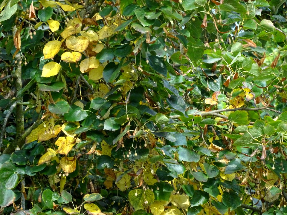 Tilleul du Caucase, Tilia dasystyla, Tiliacées, Arboretum … 