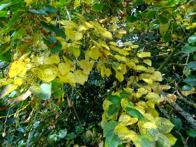 Tilleul du Caucase, Tilia dasystyla, Tiliacées, Arboretum … 