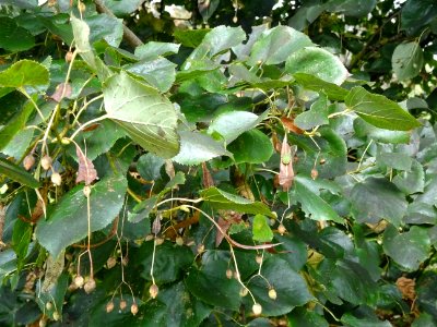 Tilleul du Caucase, Tilia dasystyla, Tiliacées, Arboretum … 