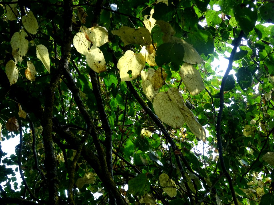 Tilleul du Caucase, Tilia dasystyla, Tiliacées, Arboretum … 