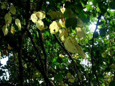 Tilleul du Caucase, Tilia dasystyla, Tiliacées, Arboretum … 