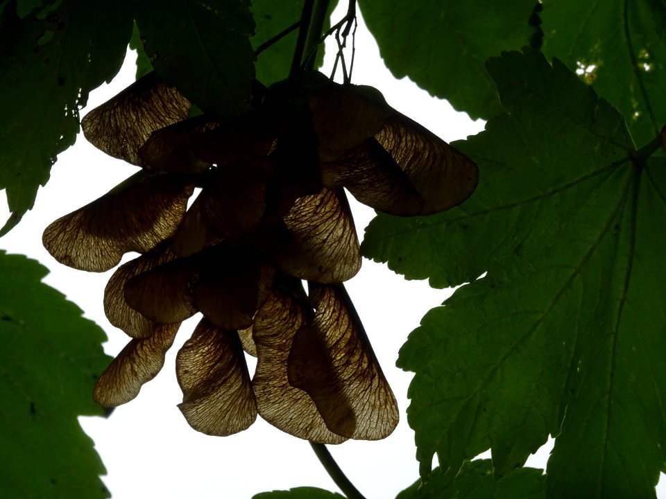 Erable velours, Acer velutinum, Acéracées, Arboretum de Ch… 