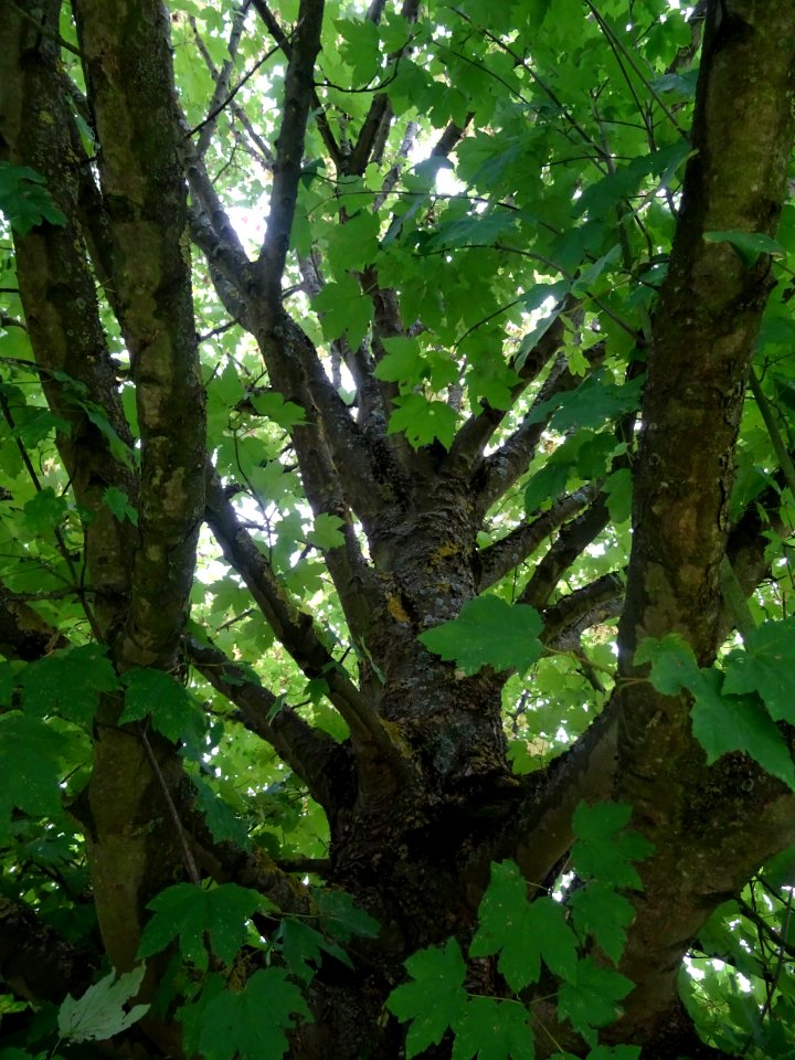 Tronc de l'Erable velours, Acer velutinum, Acéracées, Arbo… 