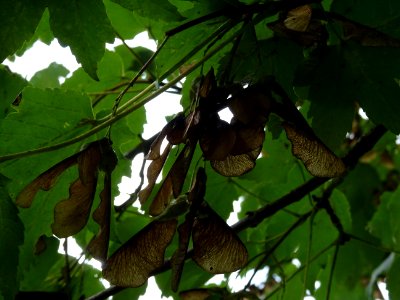 Erable velours, Acer velutinum, Acéracées, Arboretum de Ch… 