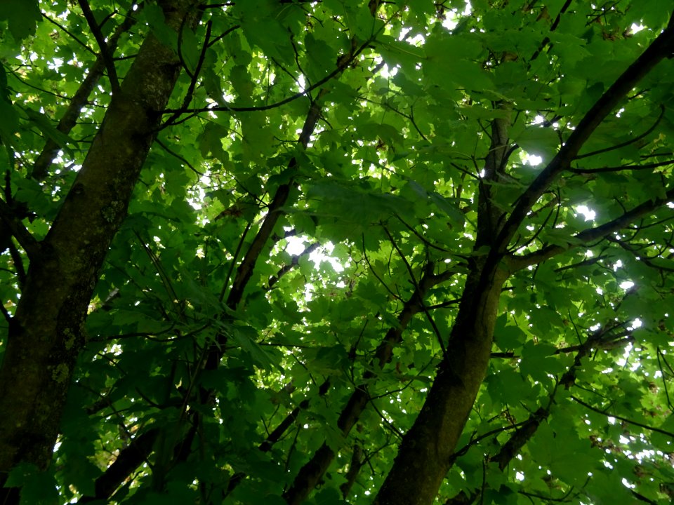 Erable velours, Acer velutinum, Acéracées, Arboretum de Ch… 