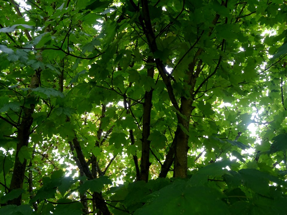 Erable velours, Acer velutinum, Acéracées, Arboretum de Ch… 