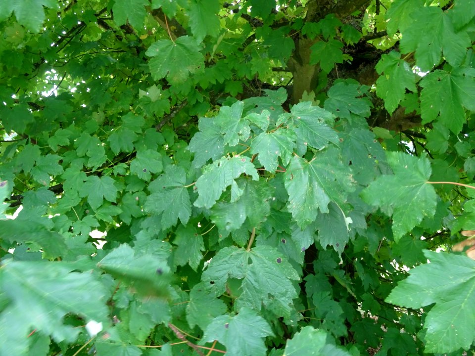 Erable velours, Acer velutinum, Acéracées, Arboretum de Ch… 