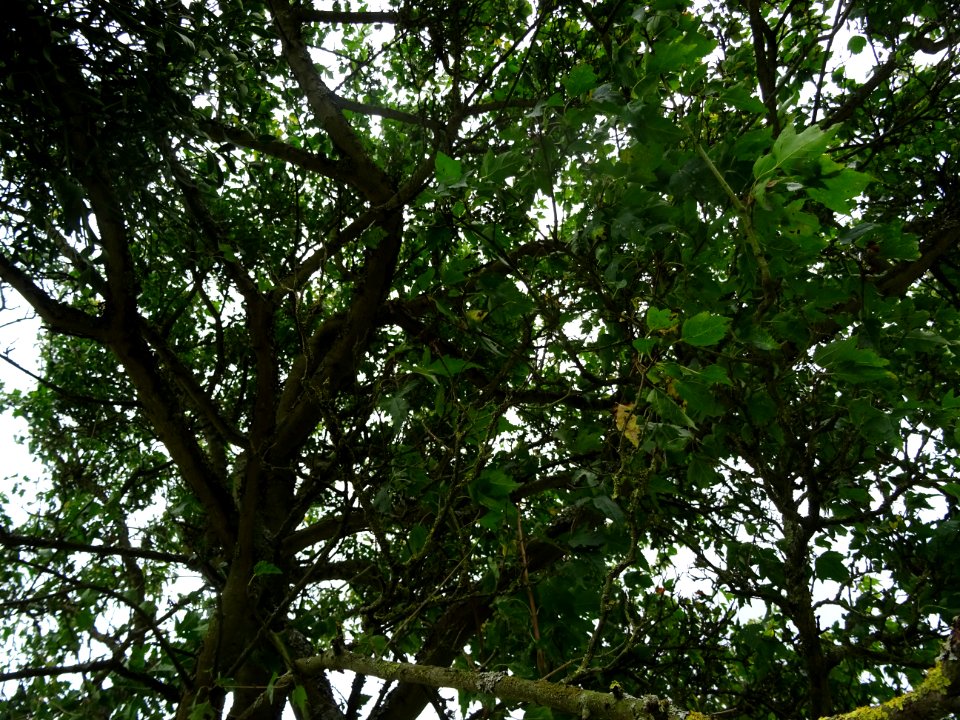 Erable du fleuve Amour, Acer ginnala, Acéracées, Arboretum… 