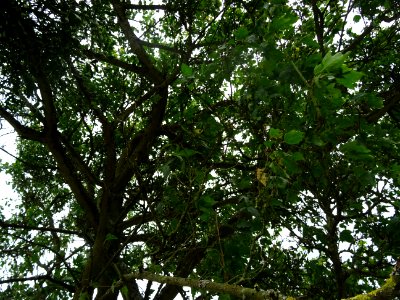 Erable du fleuve Amour, Acer ginnala, Acéracées, Arboretum… 