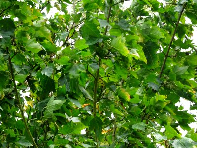 Erable du fleuve Amour, Acer ginnala, Acéracées, Arboretum… 