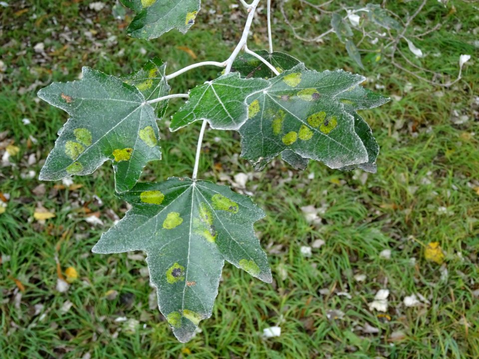 Peuplier blanc, Populus alba, Salicacées, Arboretum de Chè… 