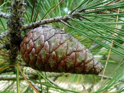 Cône femelle brun du Pin de Calabre, Pinus brutia var. pit… 