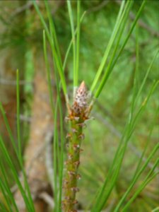 Bourgeon terminal du Pin de Calabre, Pinus brutia var. pit… 