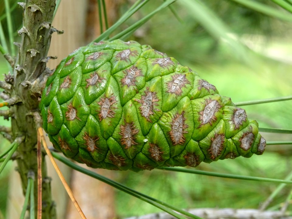 Cône femelle vert du Pin de Calabre, Pinus brutia var. pit… 