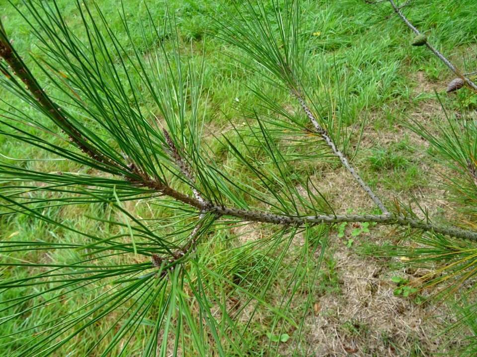 Aiguilles du Pin de Calabre, Pinus brutia var. pityusa, Pi… 