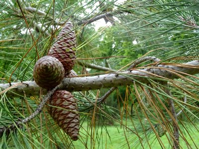 Cônes femelles bruns du Pin de Calabre, Pinus brutia var. … 