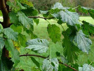 Erable de Tartarie, Acer tataricum, Acéracées, Arboretum d… 