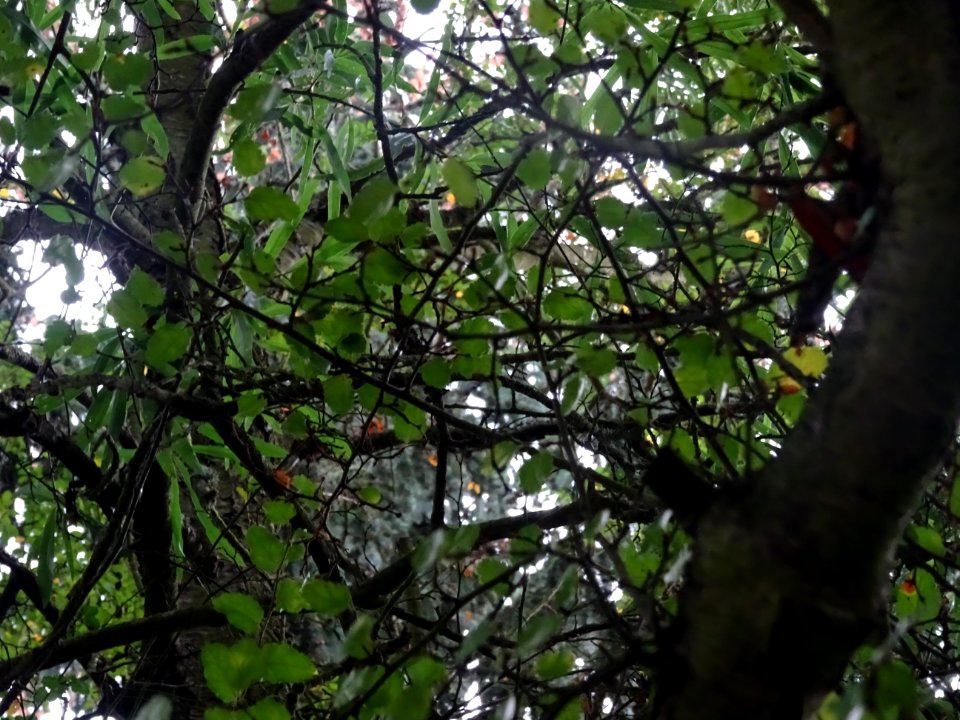 Nire ou Hêtre de l'Antarctique ou Faux-Hêtre, Nothofagus a… 