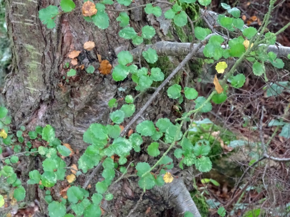Nire ou Hêtre de l'Antarctique ou Faux-Hêtre, Nothofagus a… 
